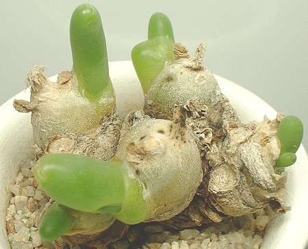 RARE SEEDS Dactylopsis digitata - Indigenous Succulents