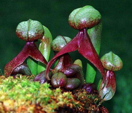 5 Cobra Lily - Darlingtonia californica Seeds - CARNIVOROUS COBRA Pitcher Plant
