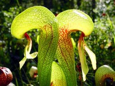 Cobra Lily - Darlingtonia californica Seeds - CARNIVOROUS COBRA Pitcher Plant