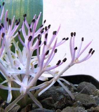 10 Daubenya alba Seeds - Sow Autumn - Indigenous Bulbs Seeds