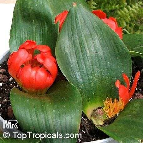 Daubenya aurea Seeds - Sow Autumn - Indigenous Bulbs Seeds