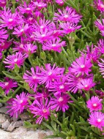Psychoactive - 20 Delosperma cooperi Seeds - Indigenous Succulents