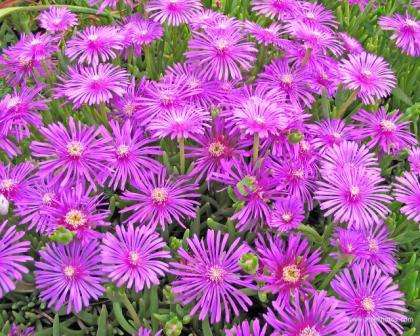 Psychoactive - Delosperma cooperi Seeds - Hardy Ice Plant - Indigenous Succulents