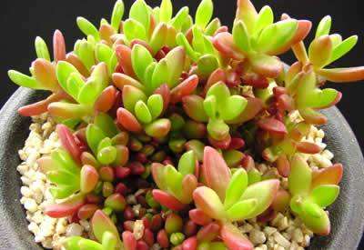 10 Delosperma nubigenum Seeds - Psychoactive Indigenous Succulents
