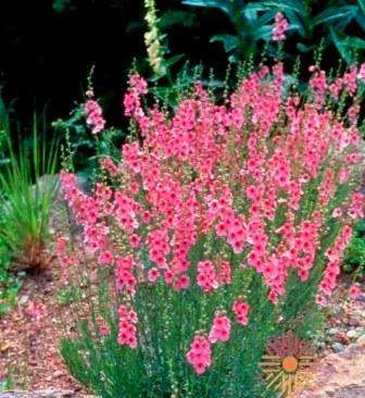 Diascia integerrima Seeds - Perennial