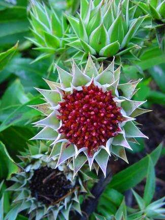 20 Dicoma zeyheri Seeds - Indigenous