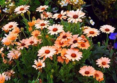 10 Dimorphotheca sinuata Seeds - Indigenous Annual Namaqualand daisy, Namakwaland madeliefies