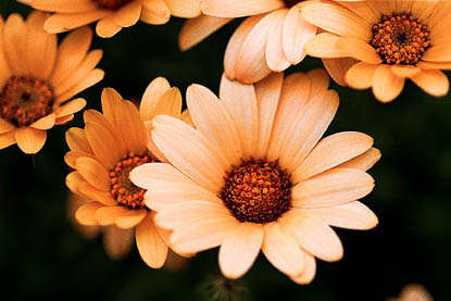 10 Dimorphotheca sinuata Seeds - Sow Autumn - Indigenous Annual