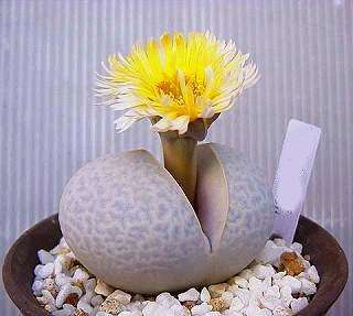 Dinteranthus pole-evansii Seeds - Rare Succulents