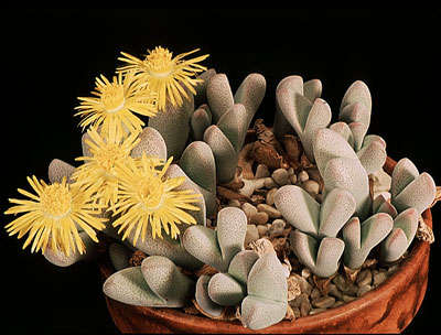 10 Dinteranthus puberulus Seeds - Indigenous South African Succulents - Vet Plante