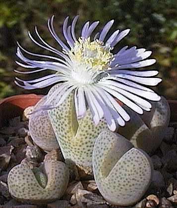 Dinteranthus puberulus Seeds - Succulents
