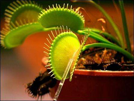 Venus Fly Traps - Carnivorous Plant Seeds - Dionaea muscipula