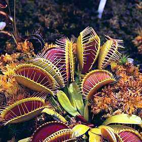5 Venus Fly Trap + 5 Pitcher + 10 Sundew Seeds ~ Dionaea, Sarracenia, Drosera Variety Carnivorous