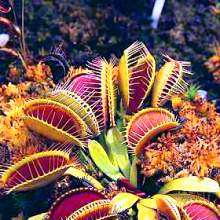 120+ RARE CARNIVOROUS PLANT SEEDS - 14 VARIETIES + FREE DELIVERY & GIFTS!