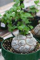 RARE SEEDS Dioscorea elephantipes (Elephant Foot)