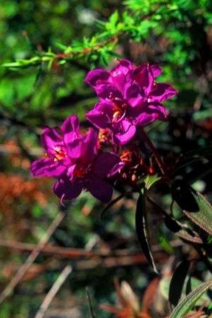 10 Dissotis canescens Seeds - Indigenous Shrub