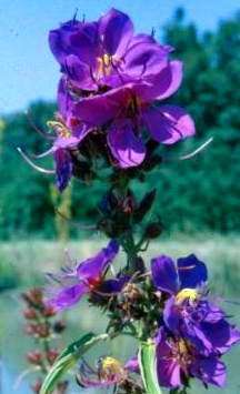 Dissotis canescens Seeds - Indigenous Shrub