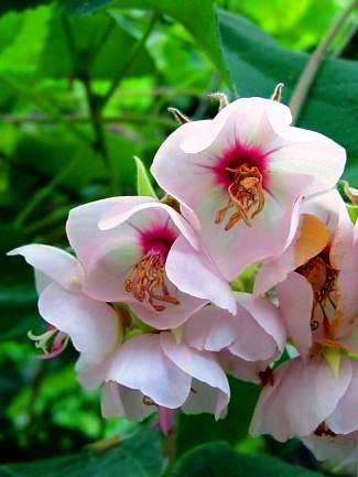 10 Dombeya burgessiae Indigenous Tree Seeds - Pink wild pear