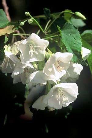 Dombeya cymosa Seeds