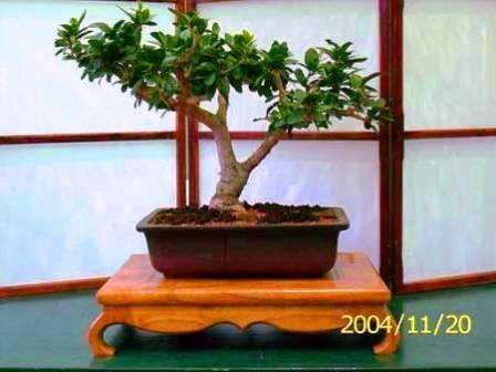 10 Dovyalis caffra (Kei-apple) Bonsai Tree Seeds - Indigenous
