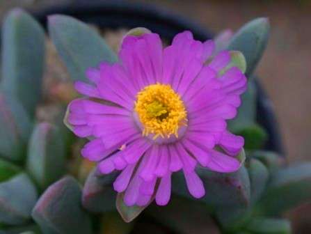 Dracophilus proximus Seeds RARE - Succulents