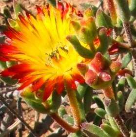 20 Robertson Vygie - Drosanthemum micans Seeds - Indigenous Succulents