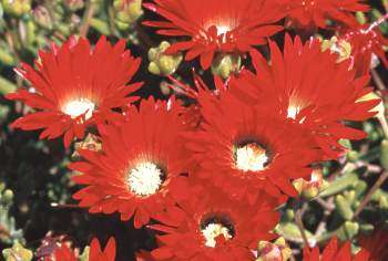 Red ice-plant- Drosanthemum speciosum Seeds - Indigenous Succulents