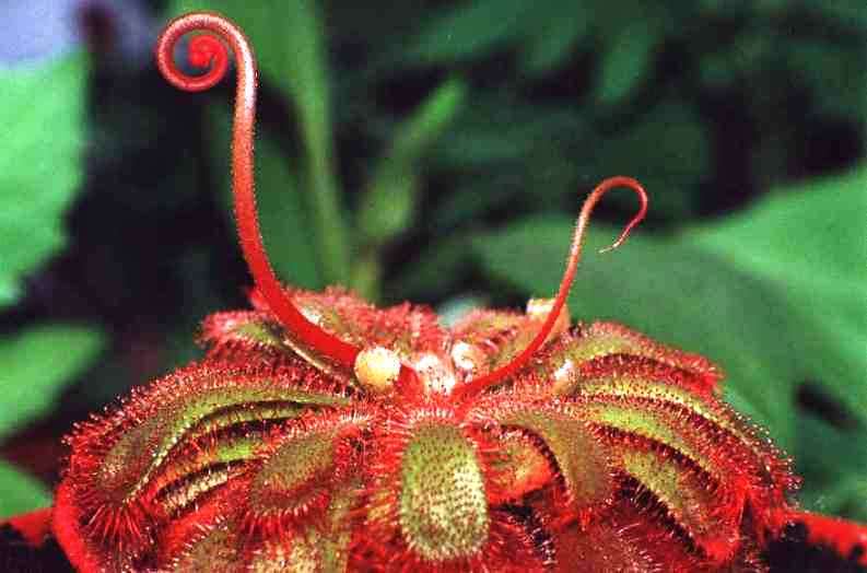 10 Sundew - Drosera aliciae - Carnivorous Plant Seeds - Indigenous to South Africa
