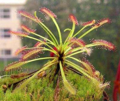 20 Sundew - Drosera capensis - Carnivorous Plant Seeds - Indigenous