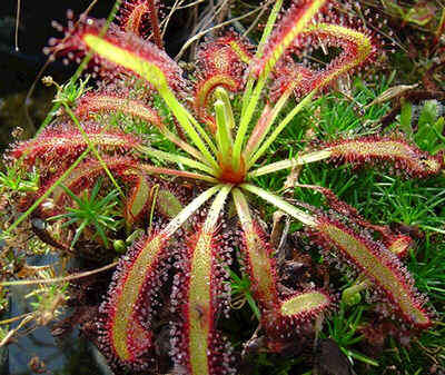 Carnivorous Plant Seeds (Drosera capensis) - Indigenous