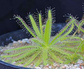 BULK SEEDS ~ 100+ Sundew - Drosera cistiflora - Carnivorous Plant Seeds - Indigenous
