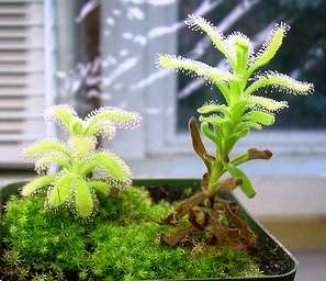 10 Drosera hilaris Seeds Carnivorous Plant Seeds - Indigenous South African Sundew Seeds