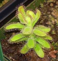 10 Drosera hilaris Seeds Carnivorous Plant Seeds - Indigenous South African Sundew Seeds