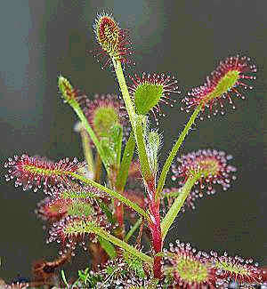 Drosera madagascariensis Seeds - Carnivorous Sundew Plant Seeds from Madagascar