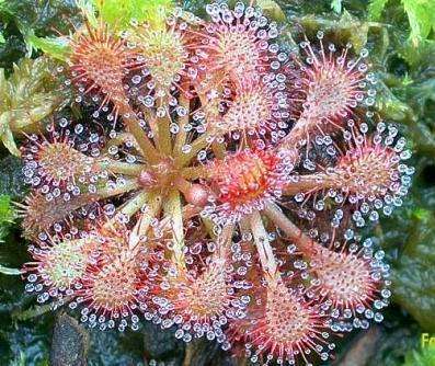 Sundew - Drosera spathulata - Carnivorous Plant Seeds - Indigenous