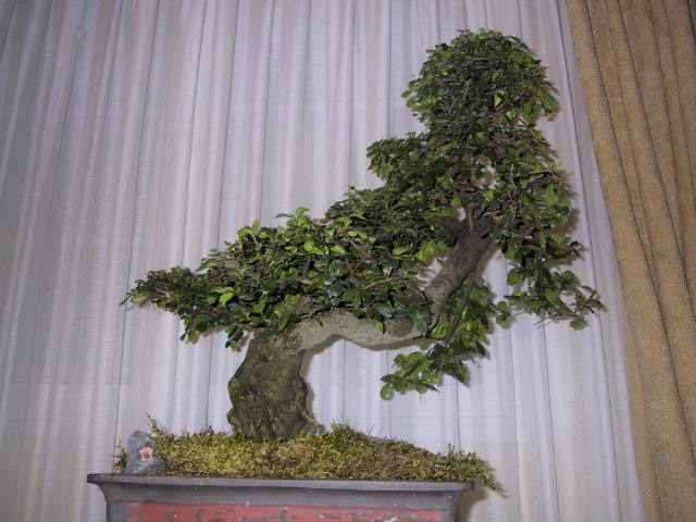 Ehretia rigida Bonsai Tree Seeds