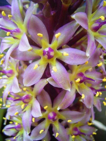 Eucomis bicolor Seeds - Indigenous Bulbs Seeds