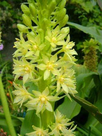 Eucomis pole-evansii Seeds - Indigenous Bulbs Seeds