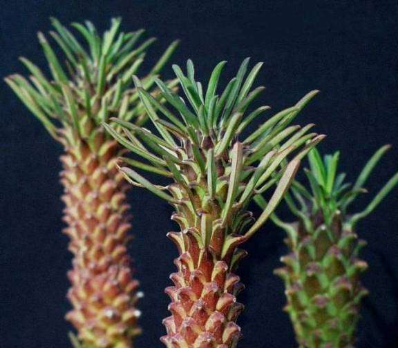 Euphorbia clandestina Seeds - Succulents