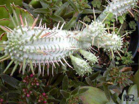 Euphorbia mammillaris Seeds - Corncob Euphorbia Seeds - Succulents