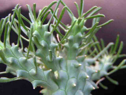 Euphorbia tuberculata Seeds