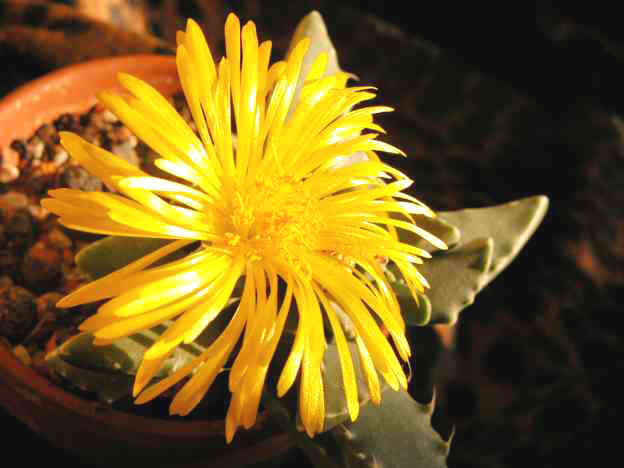Faucaria subintegra Seeds
