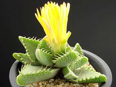 Faucaria tigrina Seeds - Indigenous Succulents