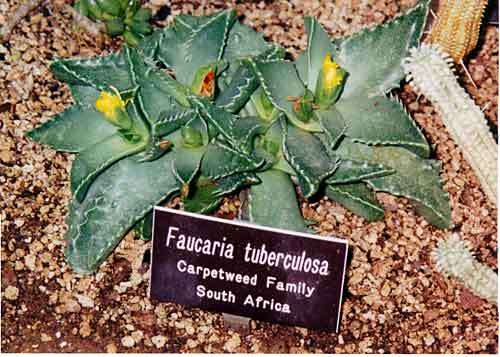 Faucaria tuberculosa Seeds (Tiger Jaws) (South African Indigenous plants)