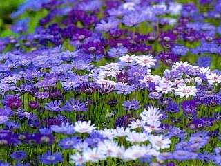 Felicia heterophylla Seeds - Sow Autumn - Indigenous