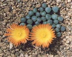 20+ Fenestraria rhopalophylla ssp. aurantiaca Seeds - Indigenous Succulents