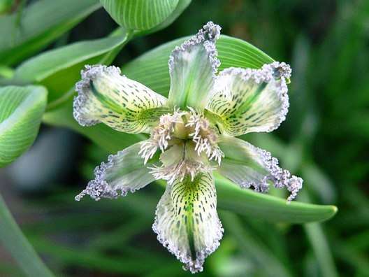 Ferraria ferrariola Seeds - Sow Autumn - Bulbs Seeds