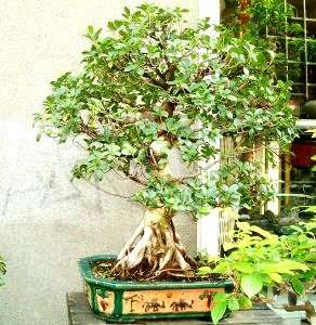 Ficus glumosa Bonsai Seeds - African Rock Fig - Indigenous
