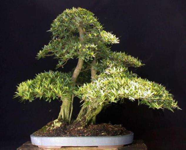 Ficus salicifolia Bonsai Seeds