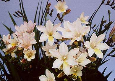 20 Freesia alba Seeds - Sow Autumn - Indigenous Bulbs Seeds